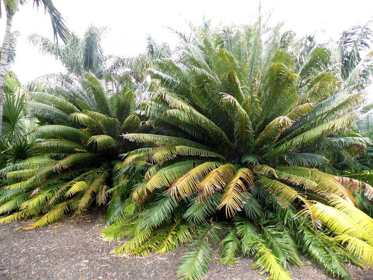 Cycas enroulé