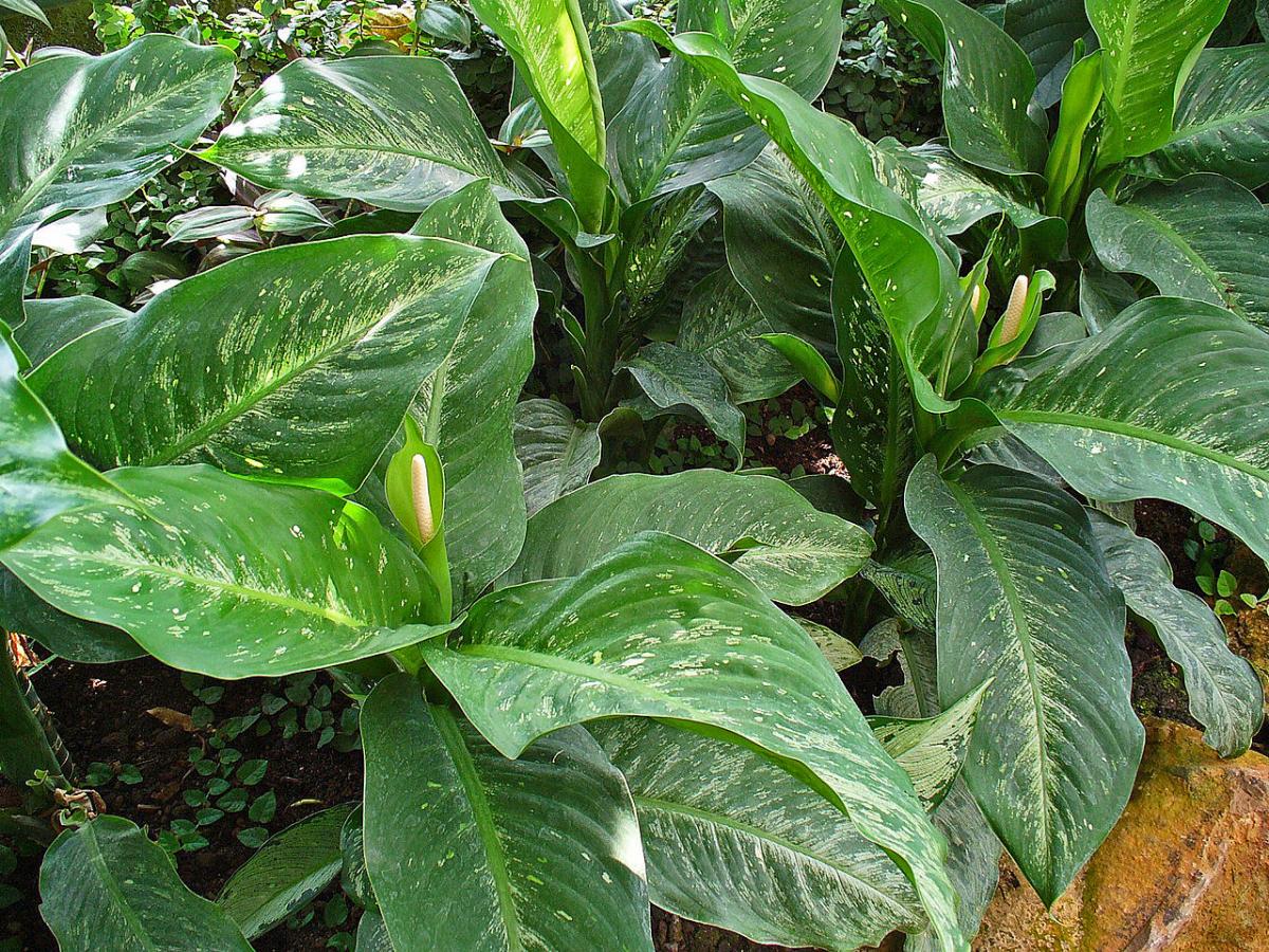 Dieffenbachia seguine