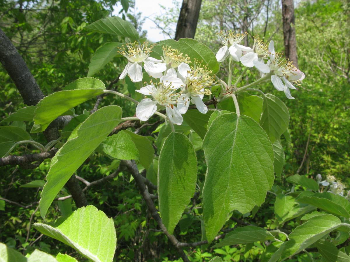 Pommier tschonoskii