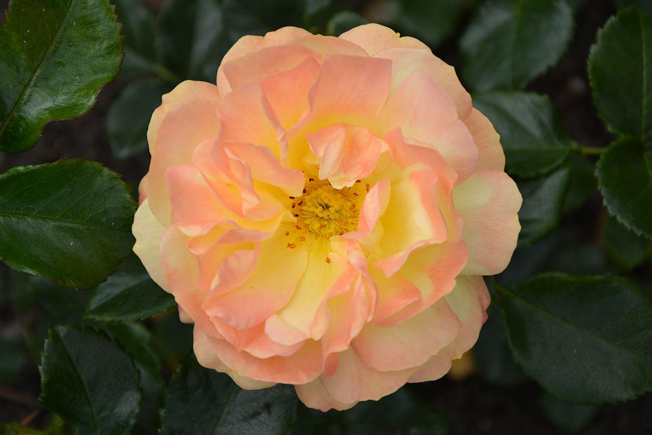 Rosier 'Rose der Hoffnung'