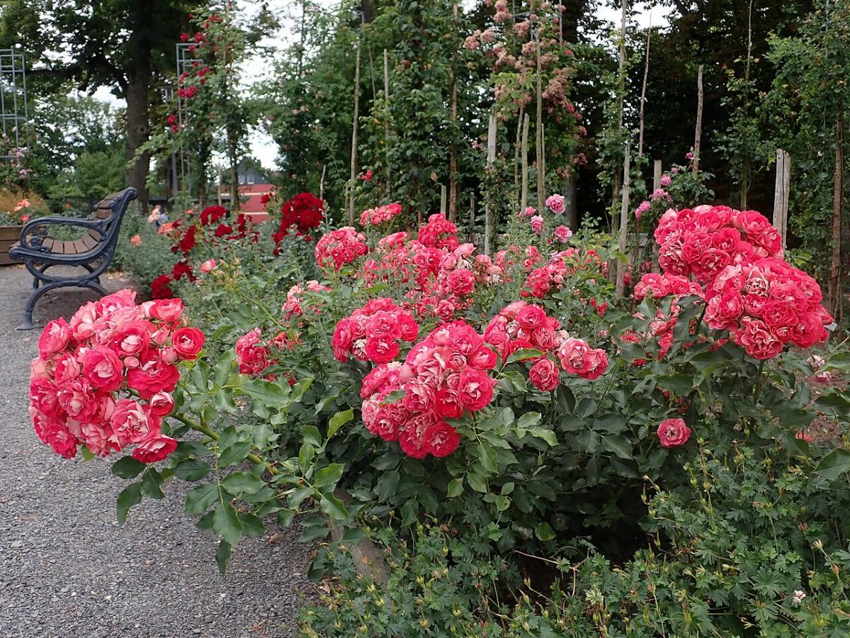 Rosier 'Rosige Landdrostei'