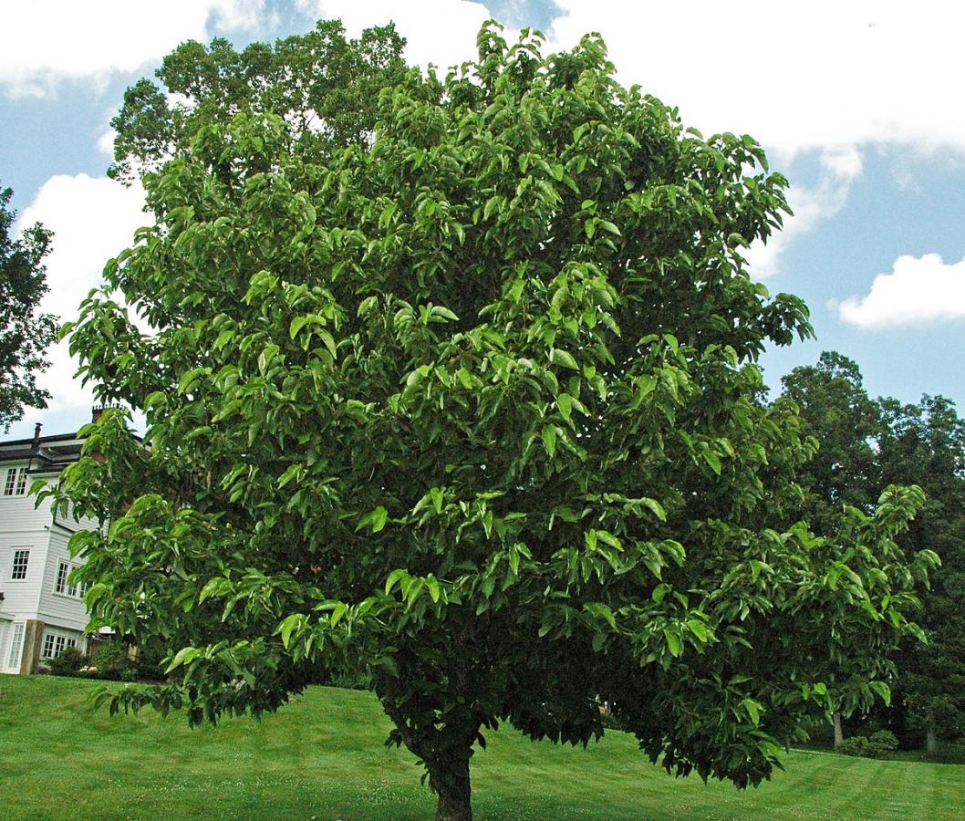 Arbre à cornichons