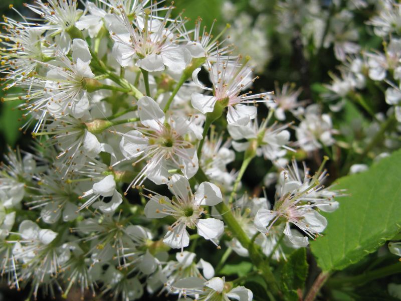 Cerisier de Mandchourie