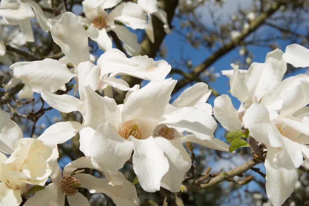 Magnolia de Kobé