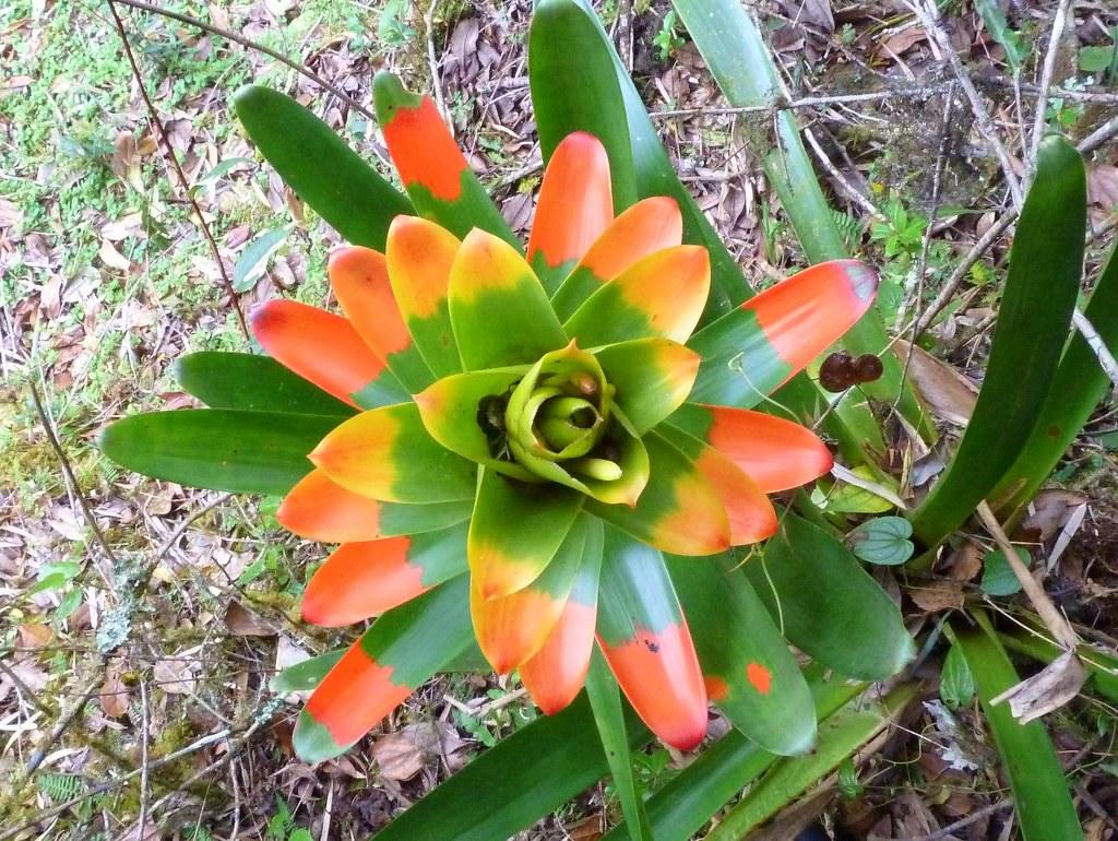 Guzmania gloriosa