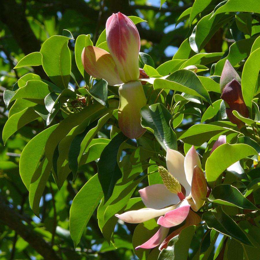 Magnolia insignis