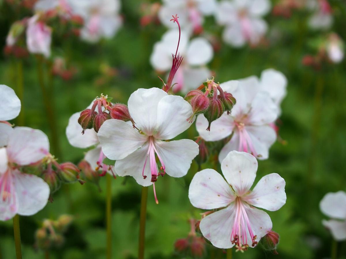 Géranium cantabrigiense