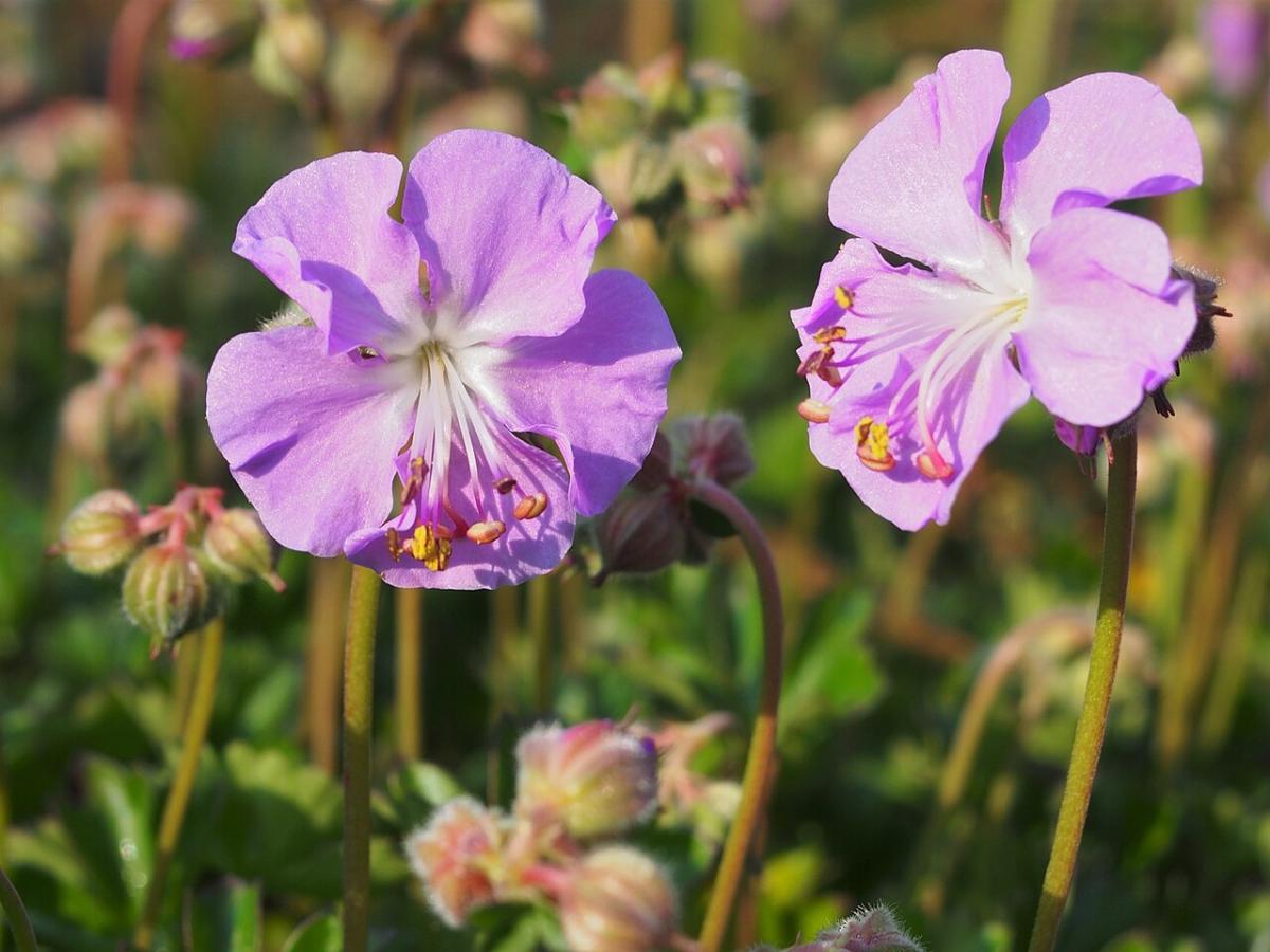 Géranium de Dalmatie