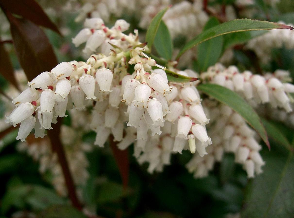 Leucothoë axillaire