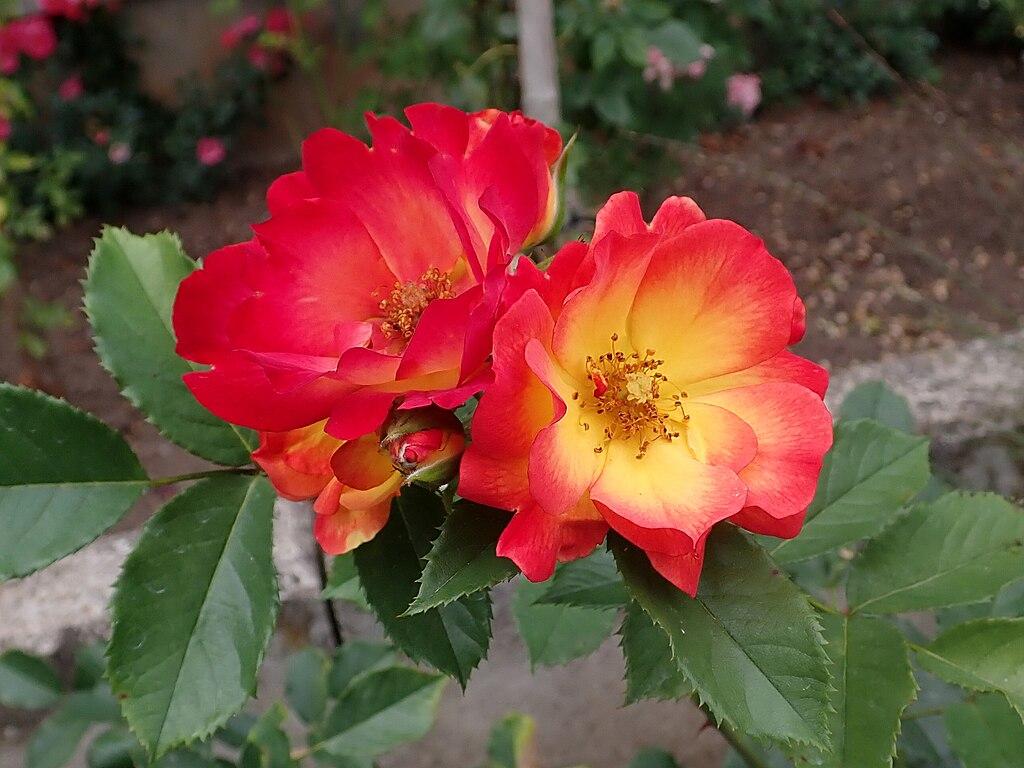 Rosier 'Summer of Love'