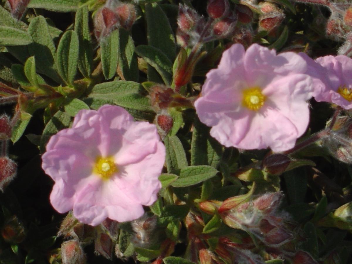 Ciste à petites fleurs