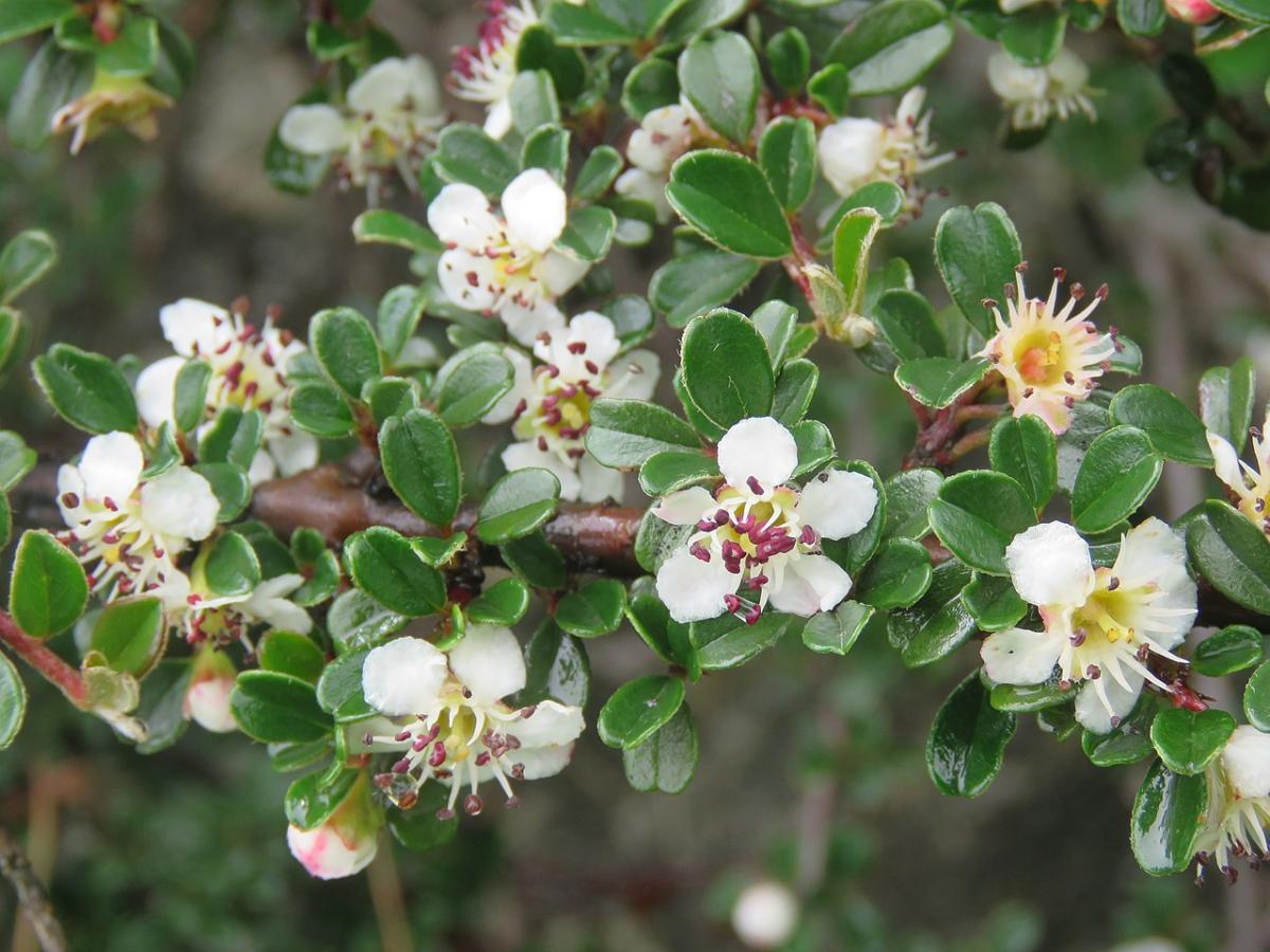 Cotoneaster à petites feuilles