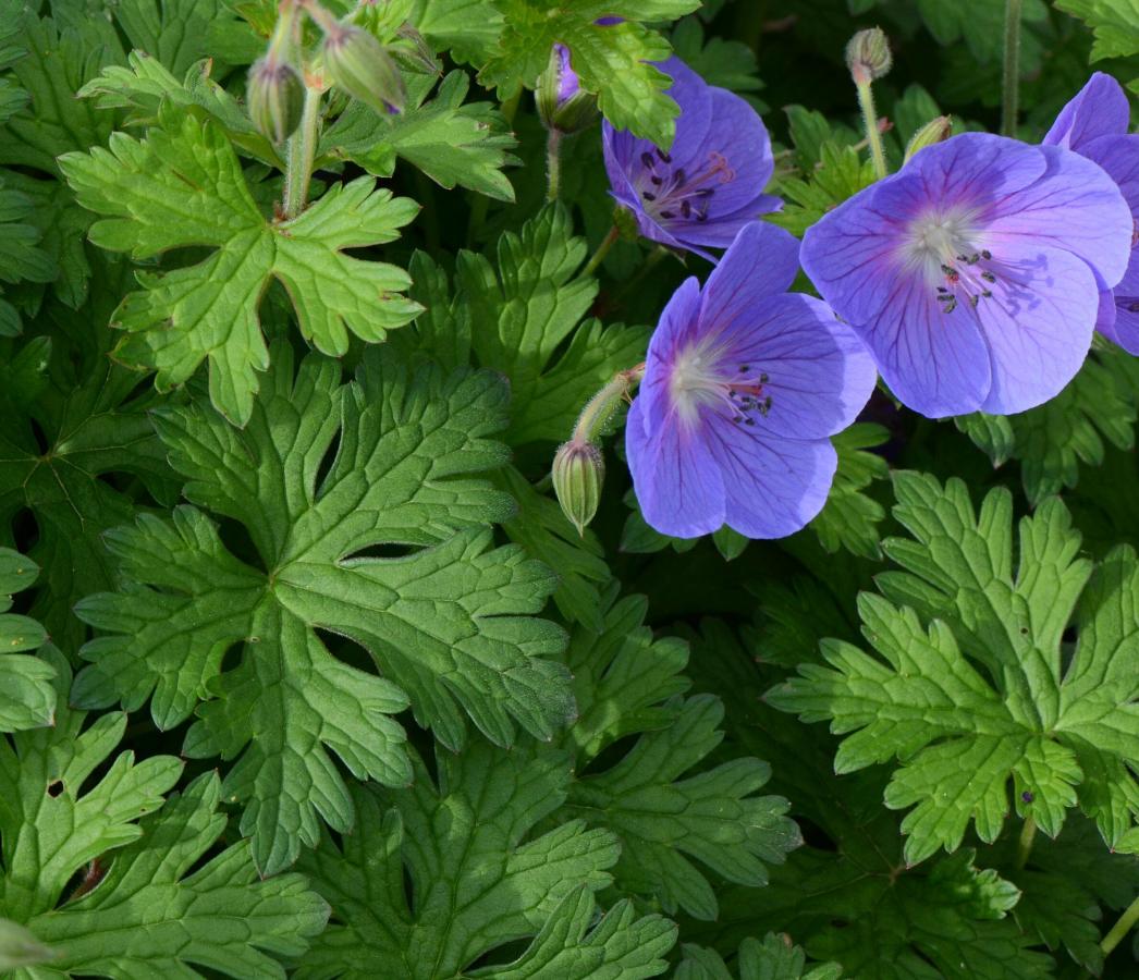 Géranium de l'Himalaya