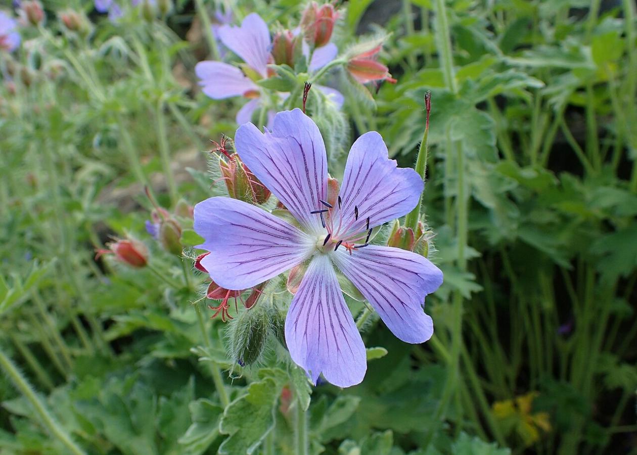 Géranium ibérique