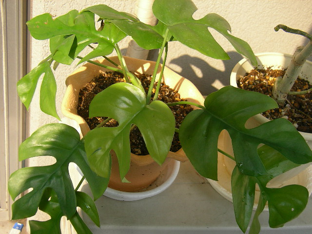 Monstera adansonii