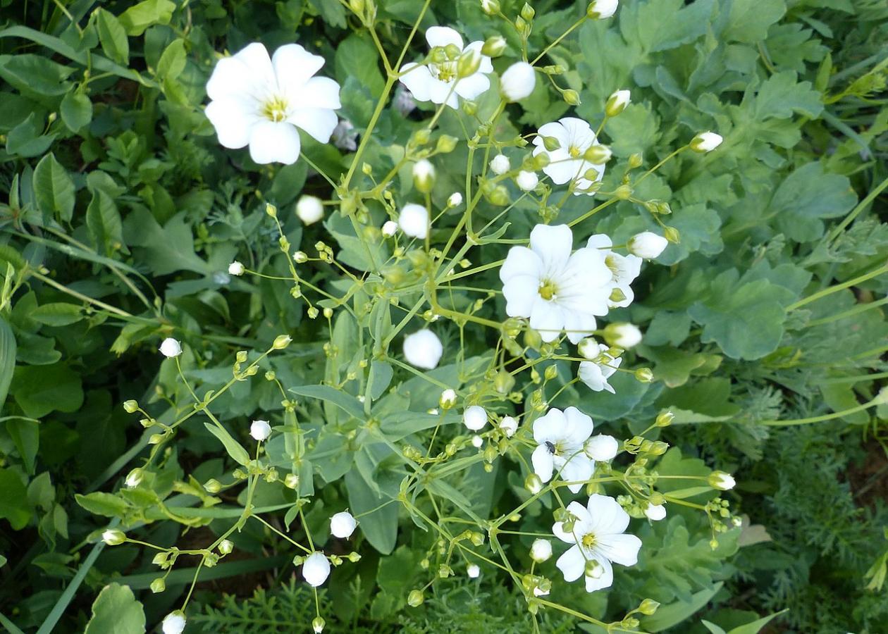 Gypsophile élégant