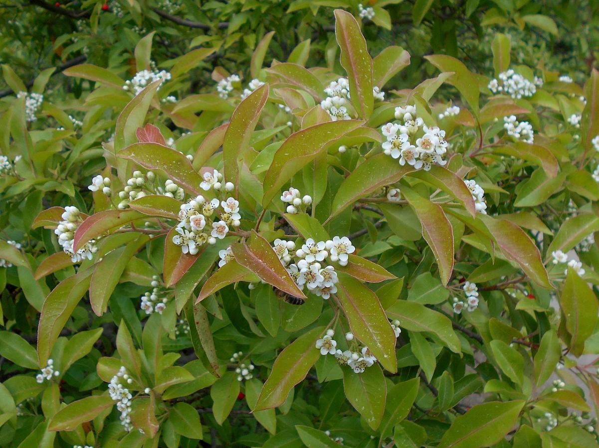 Photinia du père David