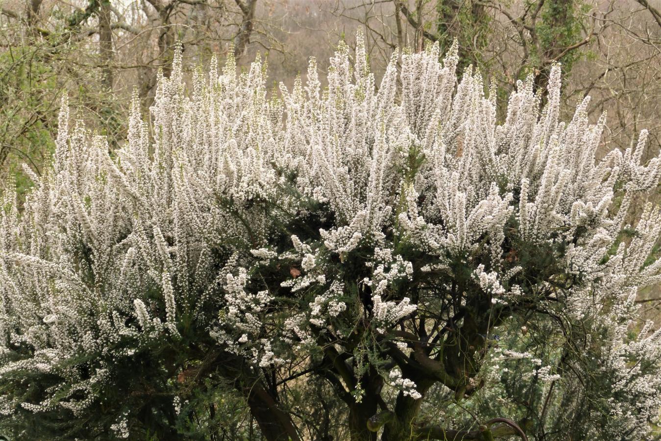 Bruyère arborescente