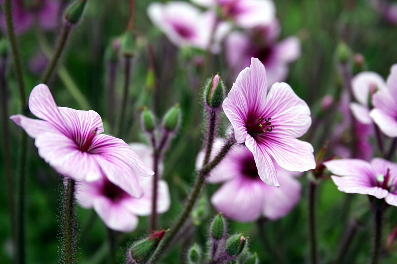 Géranium de Madère