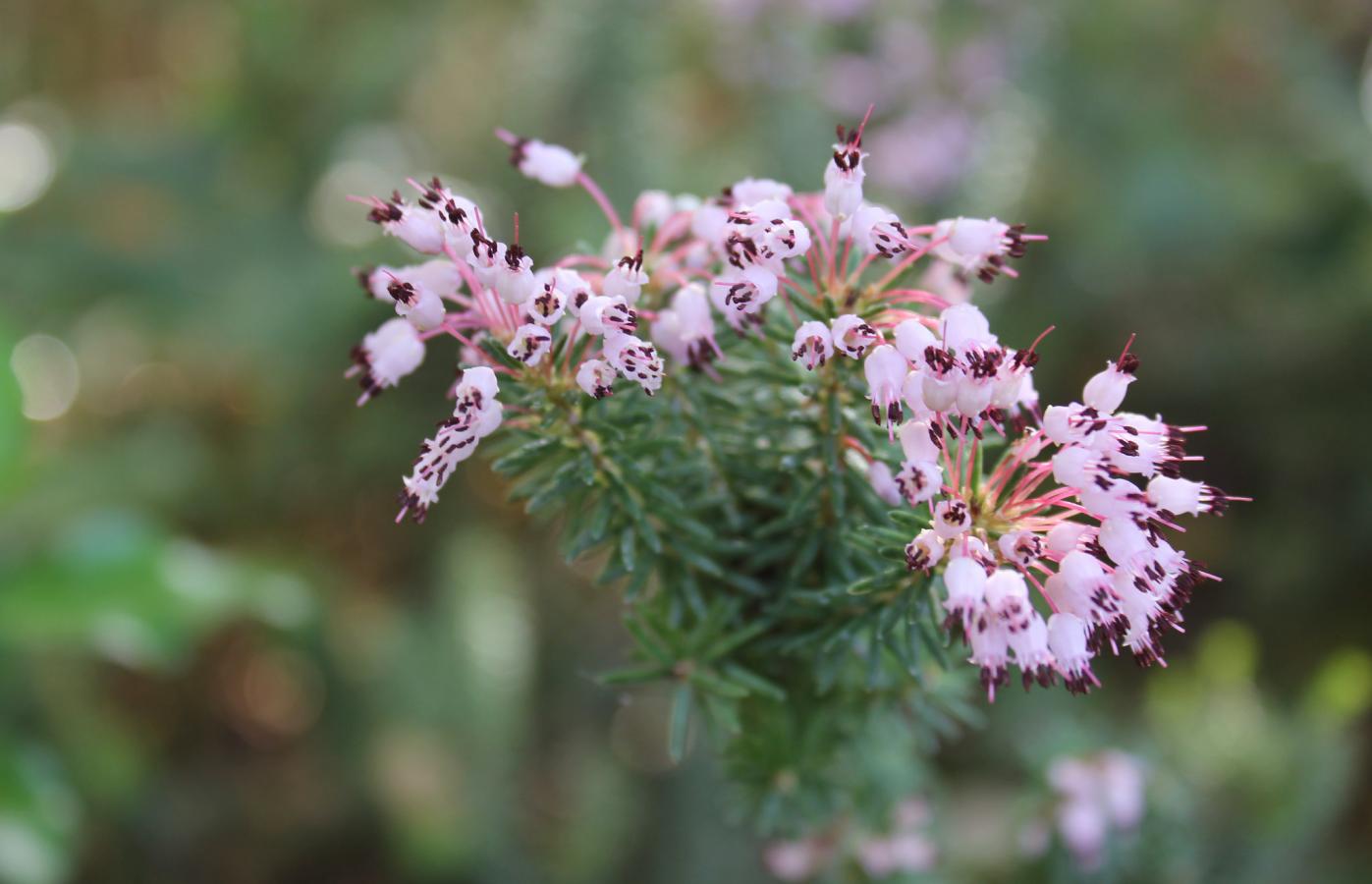 Bruyère multiflore