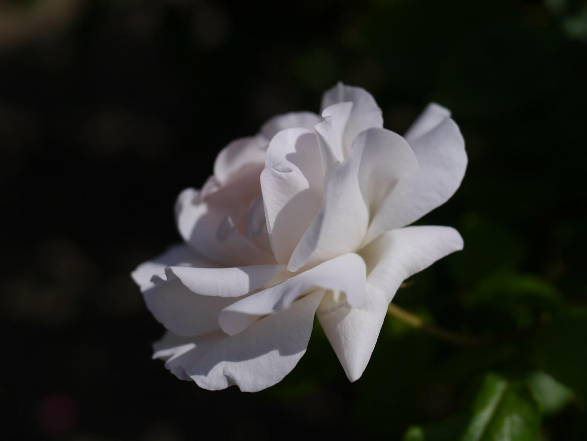 Rosier 'White Queen Elizabeth'