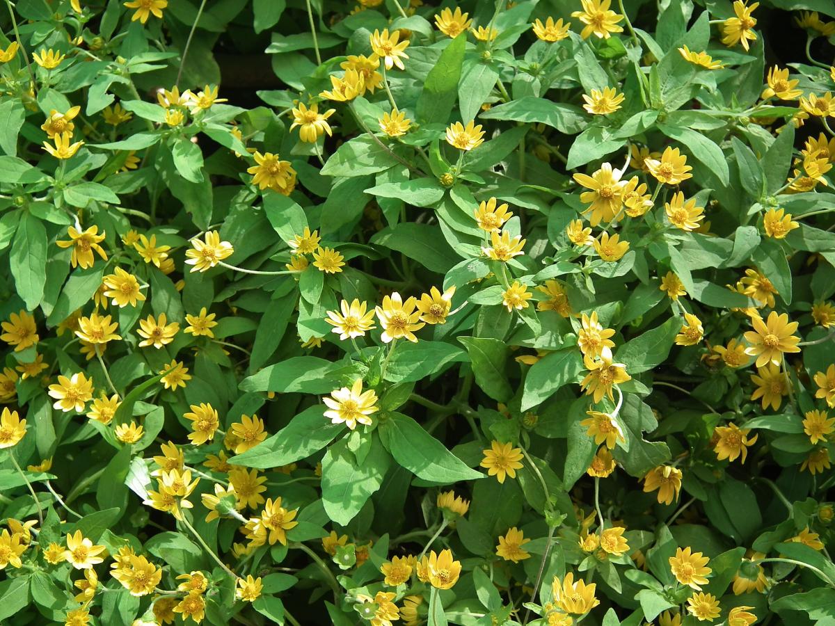 Hélianthe à petites fleurs