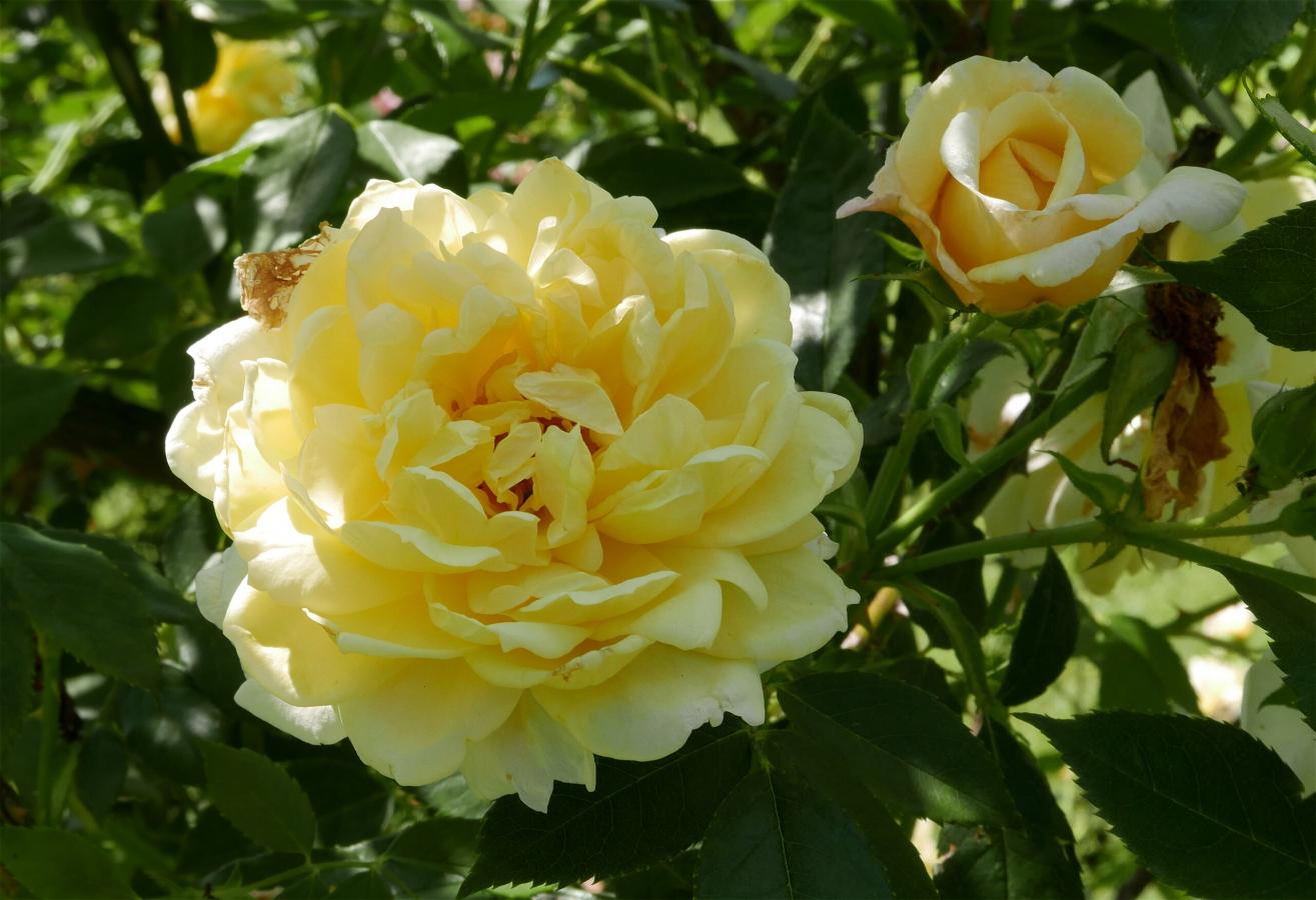 Rosier 'Yellow Romantica'