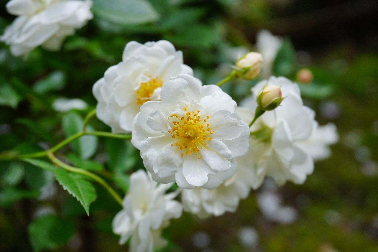 Rosier 'Yvonne Rabier'