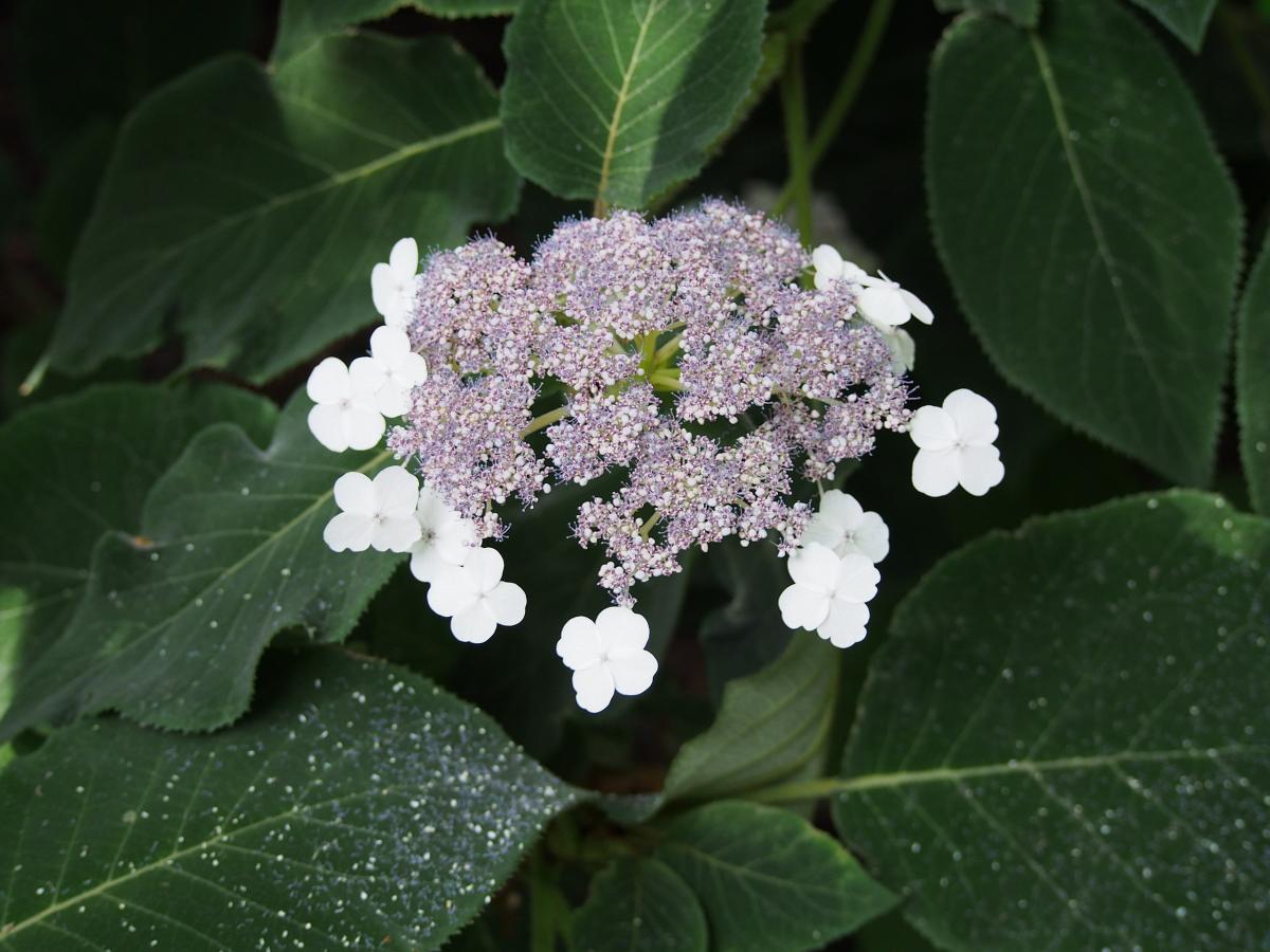 Hortensia rugueux de Sargent