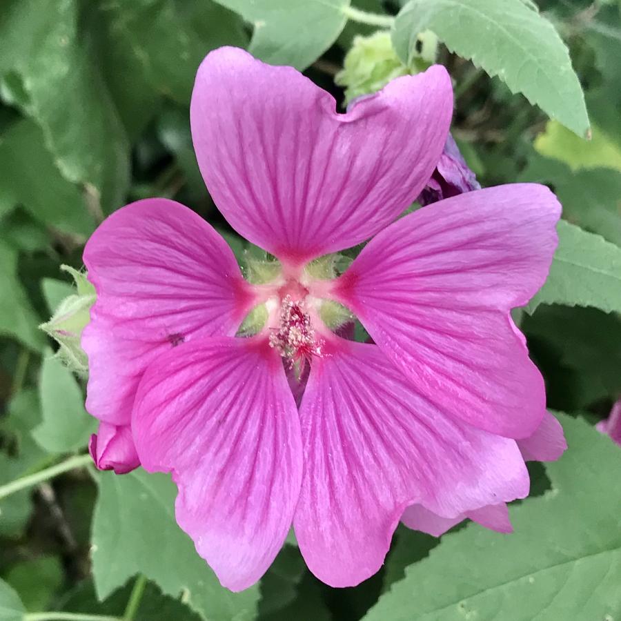 Mauve d'Hyères