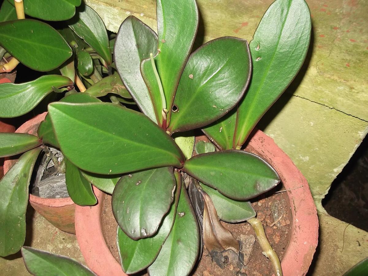 Pépéromia clusiifolia