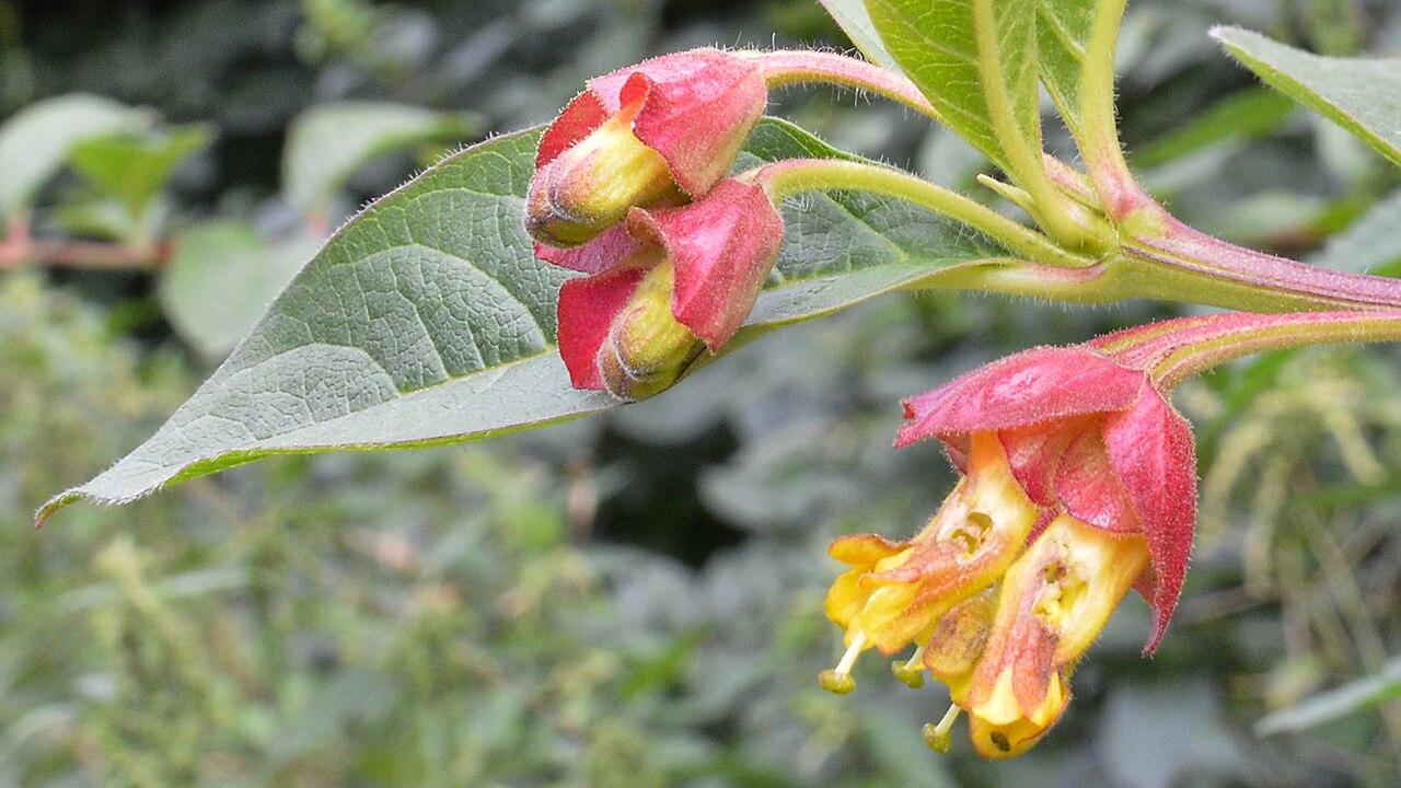 Chèvrefeuille involucré