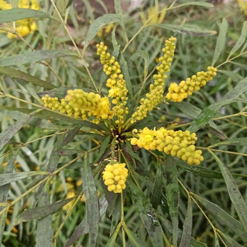 Mahonia à feuilles de houx