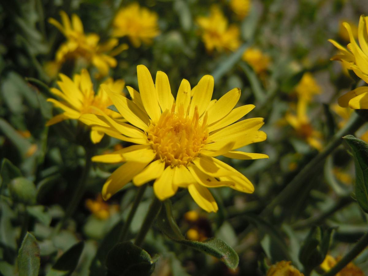 Aster jaune