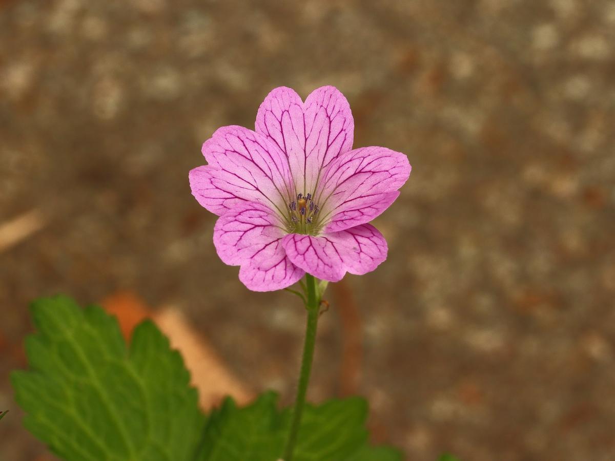 Géranium oxonianum