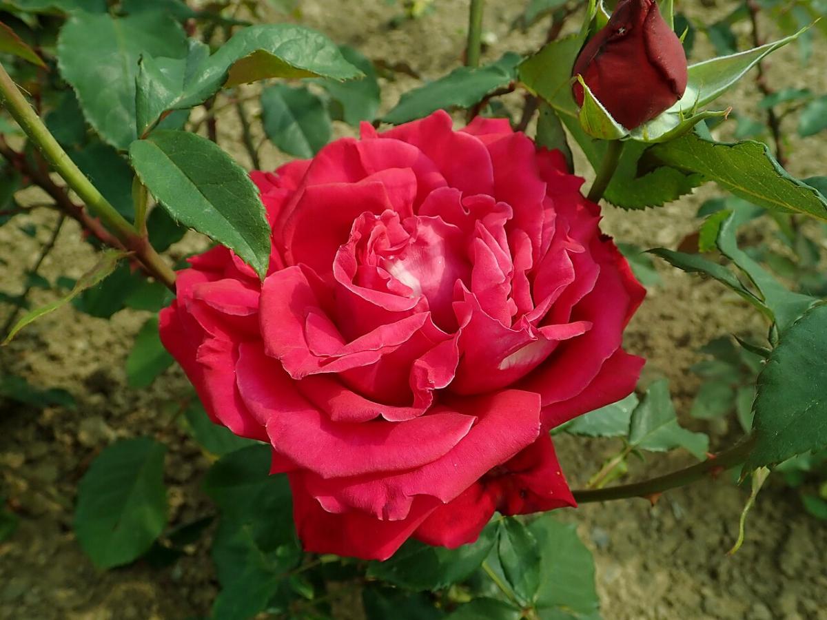 Rosier 'Alec's Red'