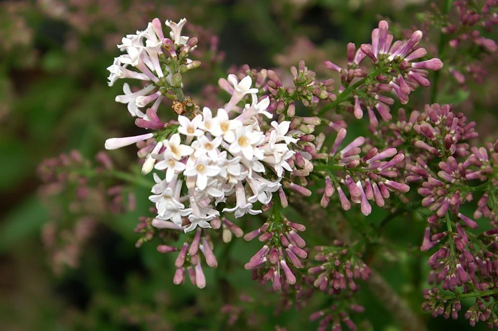 Lilas de Chine