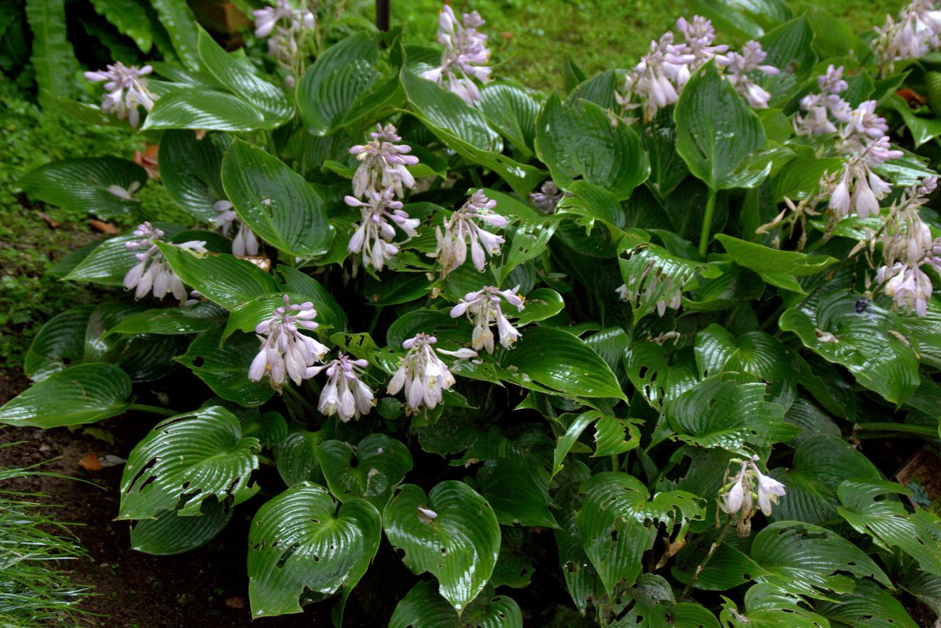 Hosta fortunei