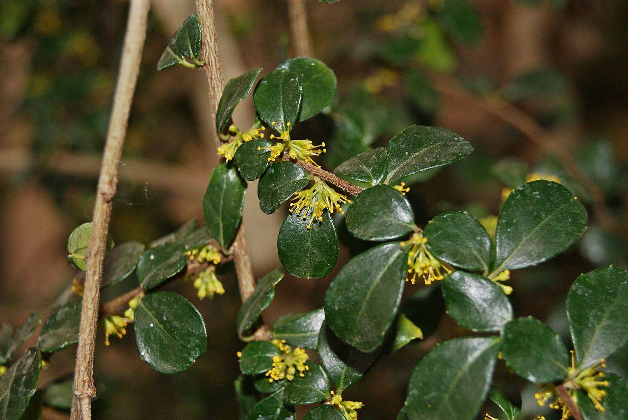 Azara à petites feuilles