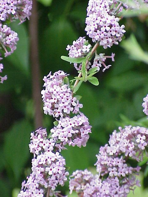 Buddleia à feuilles alternes