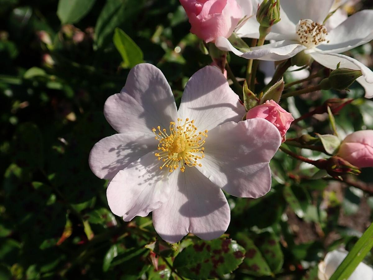 Rosier 'Apfelblüte'