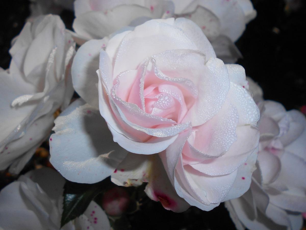 Rosier 'Aspirin Rose'