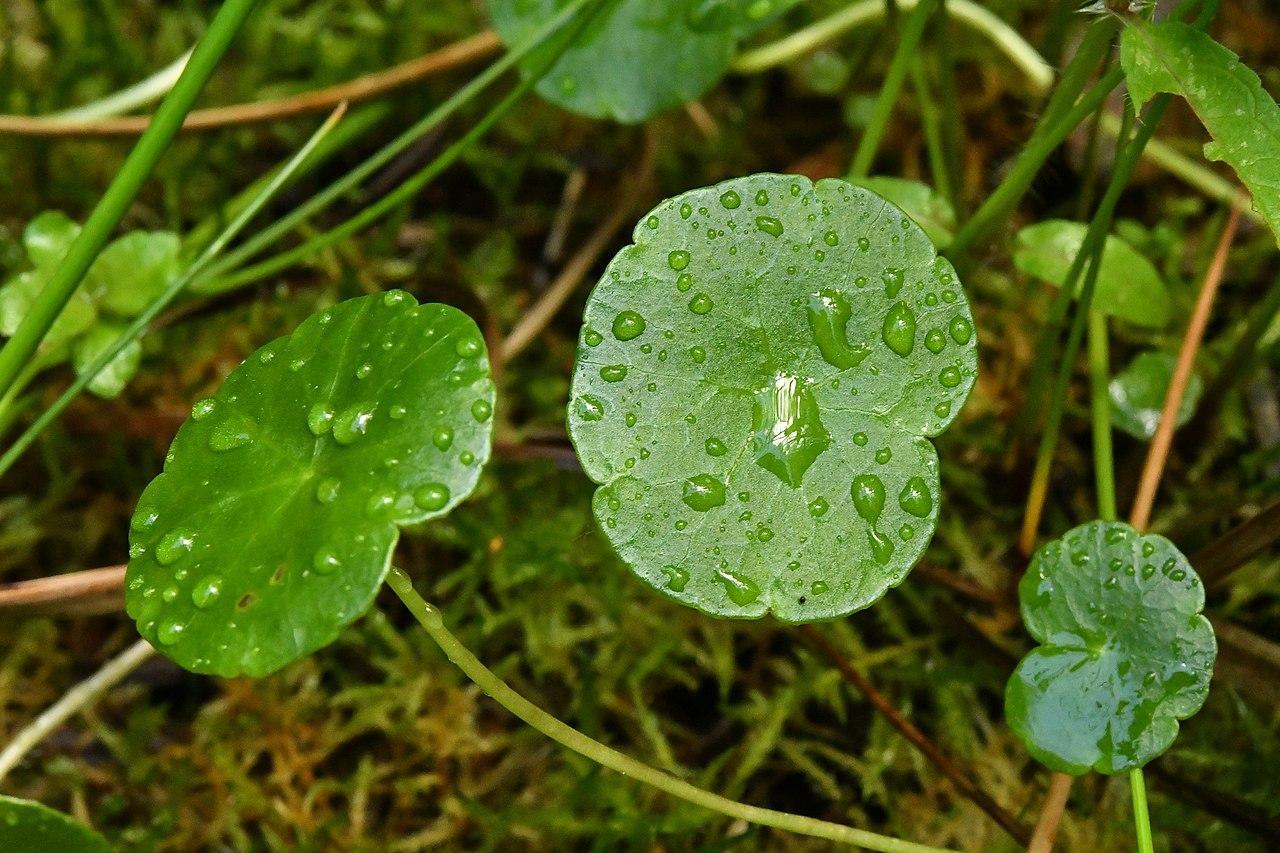 Hydrocotyle vulgaire