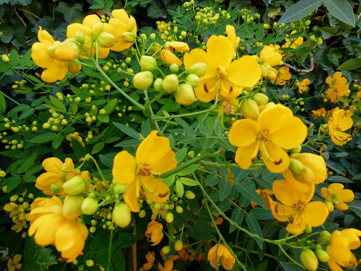 Cassia très florifère