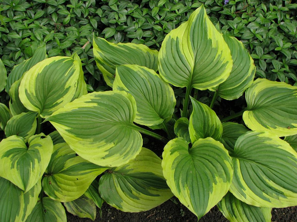 Hosta ventricosa