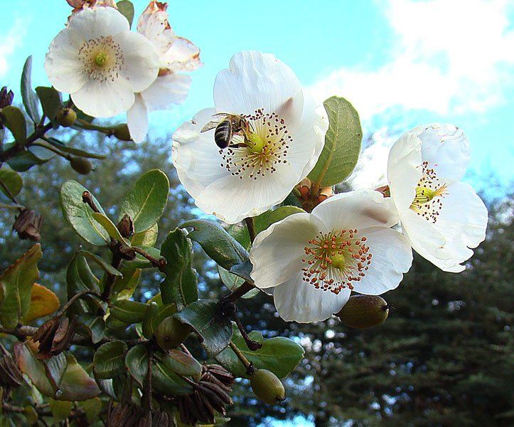 Eucryphia cordifolia