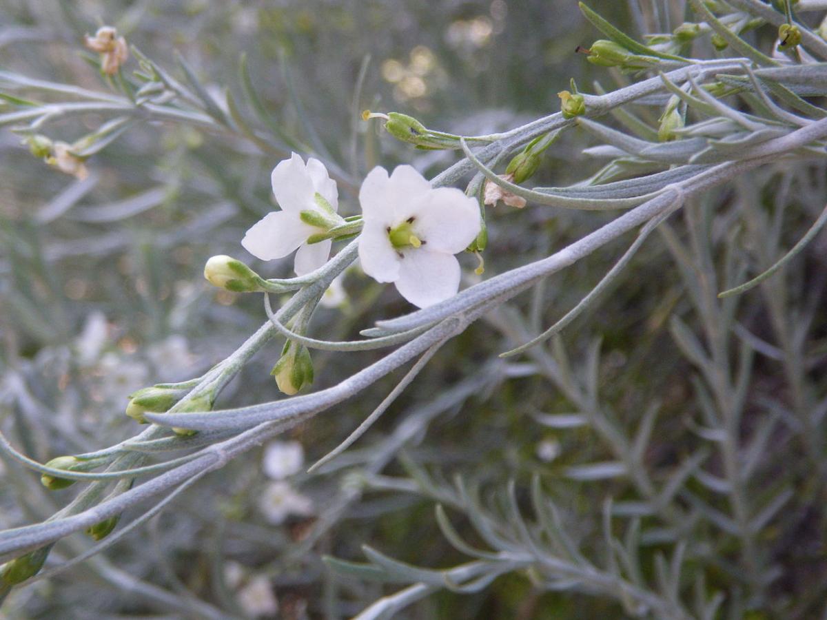 Gomphostigma virgatum