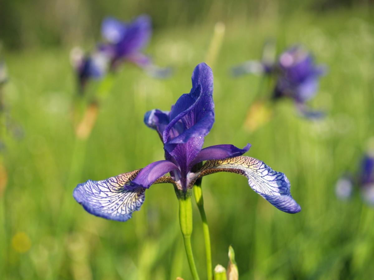 Iris de Sibérie