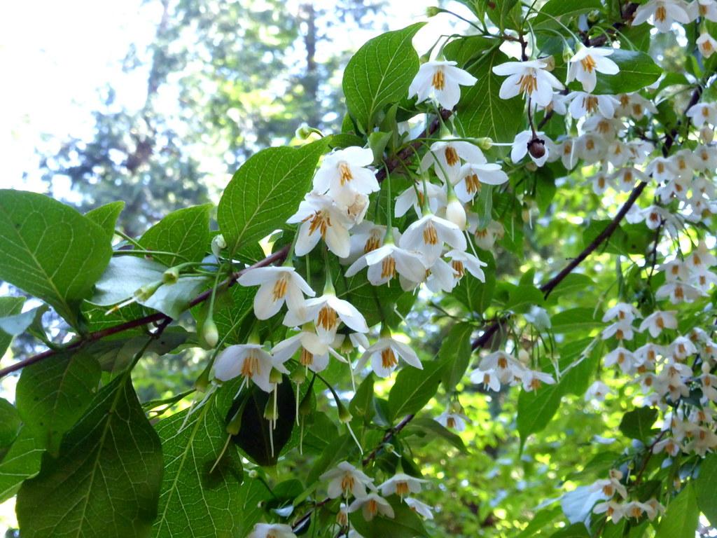 Styrax du Japon