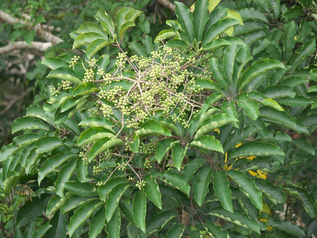 Schefflera heptaphylla